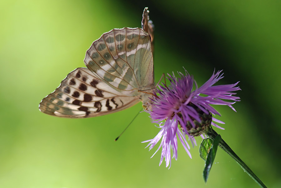 Lady, Argynnis paphia valesina